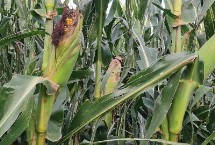 春玉米的生长期是多少天，选择活力高的种子可确保正常出苗