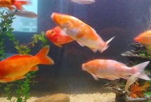 在河流中长大但会洄游至海洋中产卵的鱼类，种类不同产卵季节也不同