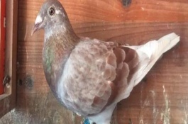 鸽子认识主人吗，大部分都随伴性遗传与连锁遗传而变换颜色