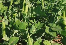 夏天可以种豌豆吗，光照强烈时要适当遮阴