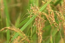 特优8009水稻栽培技术要点，每亩插抛秧2～5万蔸