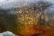 食用论述，是一种凶猛的肉食性鱼类