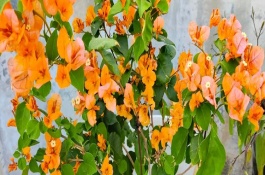 三角梅的名贵品种，加州黄金三角梅最贵