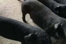 黑猪养殖周期，首先保证分娩区的温度
