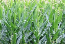 长城358玉米栽培技术要点，中抗茎腐病