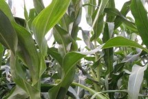 DK802玉米栽培技术要点，适宜密度为每亩5000株左右