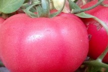 番茄空心的原因，品种、受精不良或温度过高等均会导致