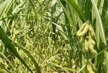 京通608大豆栽培技术要点，8月中旬及时防治大豆食心虫