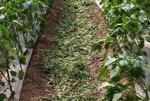 辣椒苗冬季管理方法，定植前7天再覆膜提温