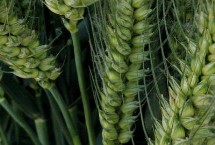 兰德麦观37小麦栽培技术要点，平均生育期228天