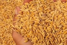 留香优15香水稻栽培技术要点，全生育期135.5天