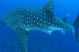 鲸鲨与虎鲸哪个更厉害，虎鲸的智商、嗜咬力、灵活度均要更高