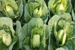 甘蓝的收获方法，一般在春季3-4月份收获