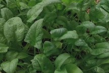 菠菜根如何水培育苗，浸种10-12小时、经过催芽后再播种