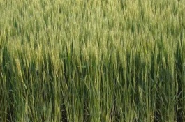 华齐麦5号小麦栽培技术要点，适播期亩基本苗15-20万