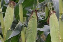 丰泽516玉米栽培技术要点，中等肥力以上地块栽培