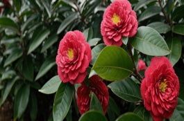 山茶花喜阴还是喜阳，十分适合摆放在室内里养