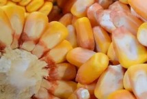 冠百567玉米栽培技术要点，中抗茎腐病