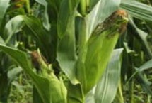 中金368玉米栽培技术要点，亩植密度3000株左右