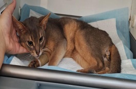 公猫绝育流程,可能是激素影响或应激影响