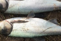 白鲢一般在什么水层，外形非常相似