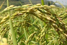 臻香优野珍水稻栽培技术要点，全生育期125.9天