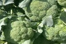 种植西兰花如何选择品种，生长温度最低不可低于5℃