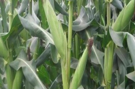 绍玉3号玉米栽培技术要点，6月上中旬播种