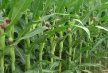 陕单659玉米栽培技术要点，适宜播种期6月上到6月中旬