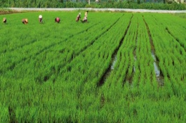 虾稻田用什么杀虫剂,水位要控制在3-20厘米之间