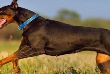 杜宾犬适合吃什么狗粮，爱慕丝、麦顿、麦德琳等品牌均为适宜选择