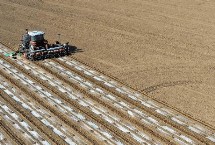 棉花播种早播与晚播的优异点，需适时播种