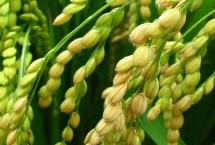 荃9优106水稻栽培技术要点，每亩5万穴