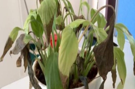 白掌叶子蔫了怎么处理，要根据实际情况采取对应措施