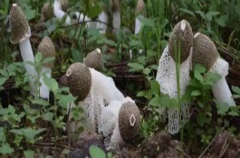 竹荪何时收获，一斤需要75-350元左右