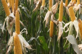 九玉M03玉米栽培技术要点，4月下旬至5月上旬播种