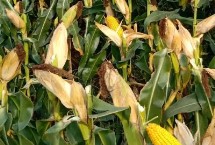 天丰5588玉米栽培技术要点，种植密度不宜过大