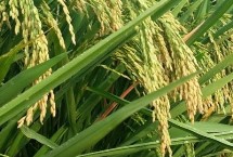 绿海优星星丝苗水稻栽培技术要点，全生育期118.6天