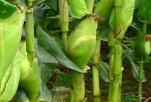 泛玉606玉米栽培技术要点，中抗穗腐病