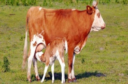 小牛不吃食怎么处理，超过12小时不吃奶会有饿死的可能性