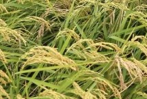 银两优荆香丝苗水稻栽培技术要点，全生育期109.3天