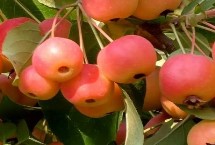 海棠果的保存方法，栽植前用波尔多液浸根消毒