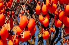 柿子什么季节熟，可以用酒精催熟或苹果催熟