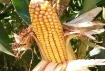兴丰8玉米栽培技术要点，播种深度4－6厘米