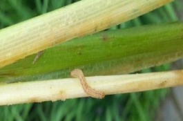 什么时候防治水稻二化螟效果好，通常为7月5日至7月20日