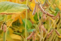 农大豆6号大豆栽培技术要点，亩留苗密度2－5万株