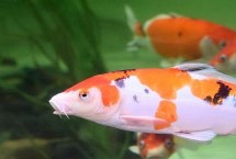 锦鲤鱼常见种类，鲤鱼是食用鱼、锦鲤是观赏鱼