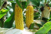 吉单22玉米栽培技术要点，中等肥力以上地块栽培