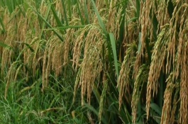 昌盛优粤农丝苗水稻栽培技术要点，每亩有效穗数20.7万穗