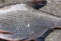 鳊鱼品种介绍，属于鲤科淡水鱼类